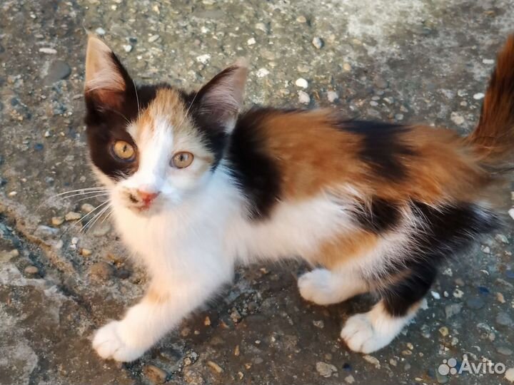 Трехцветный котенок (девочка)