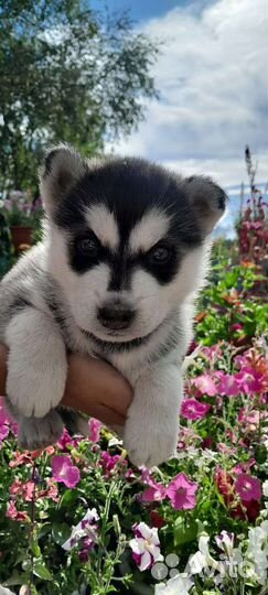 Продам двух девочек цена 3 тысячи