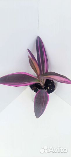 Традесканции,каллизии,солейролия