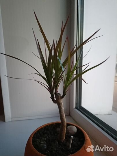 Пальма драцена