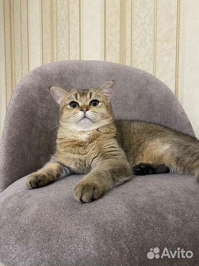 Британский кот вязка