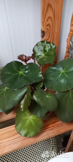 Бегония, дендробиум