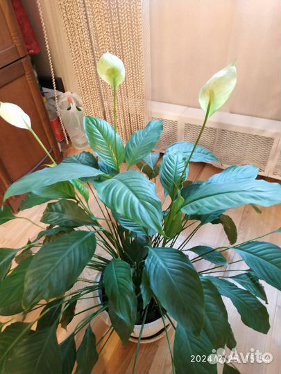 Цветок Спатифиллум высота 85 см