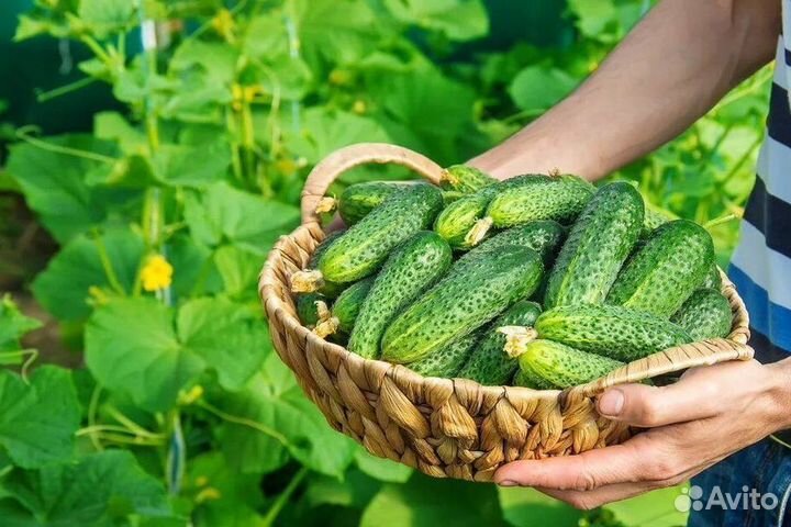 Сортировщик с проживанием с проездом