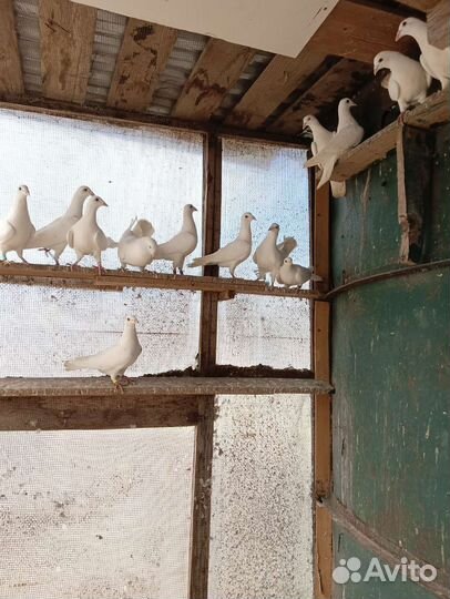 Голуби белые (чехи)