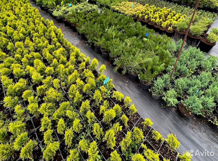 Черенки туи смарагд