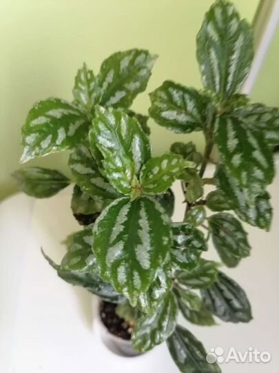 Пилея кадье. Хатиора