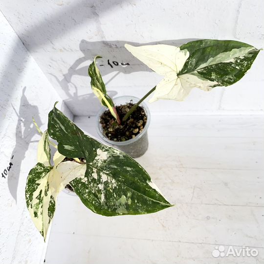 Сингониум imperial вайт