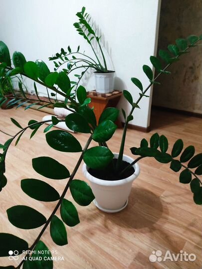 Замиокулькас