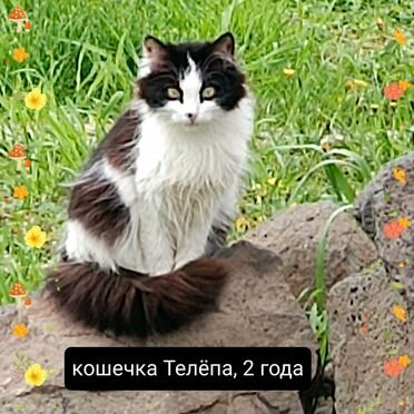 Взрослый кот в добрые руки