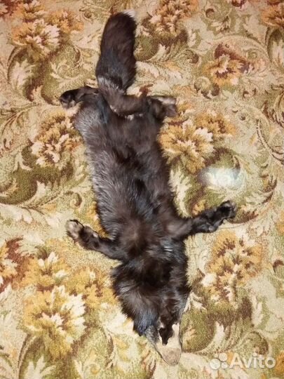 Шкура чернобурка, чулок