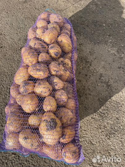 Продам картофель оптом