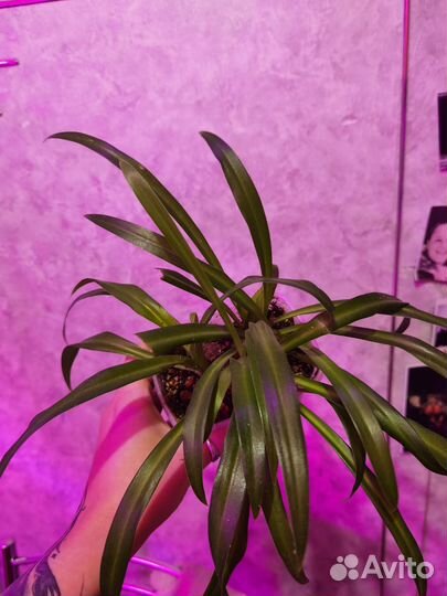 Хлорофитум