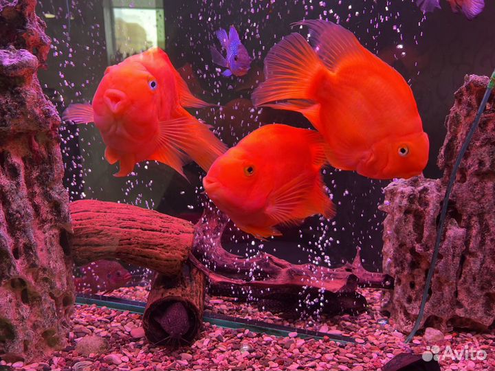 Продам аквариумных рыб попугай