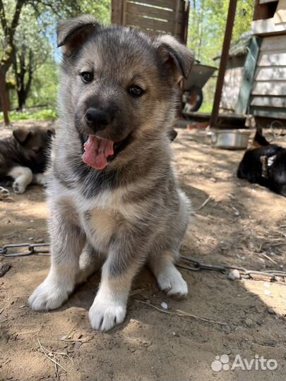 Щенки метисы лайки