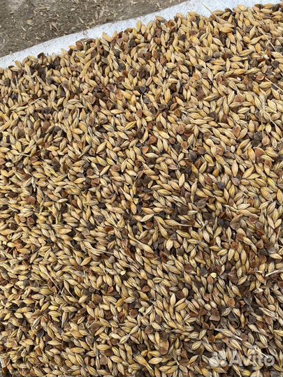 Ячмень с доставкой