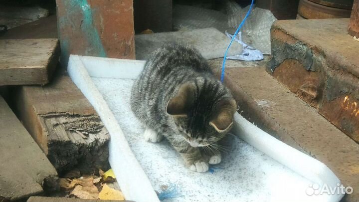 Отдам котенка в добрые руки