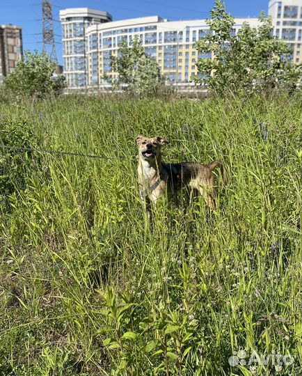 Собака в добрые руки метис грейхаунда