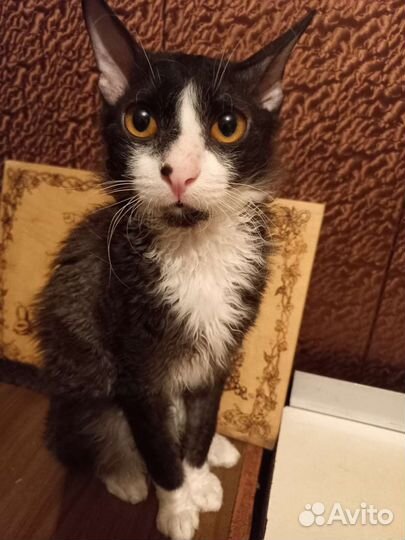 Шикарные котята