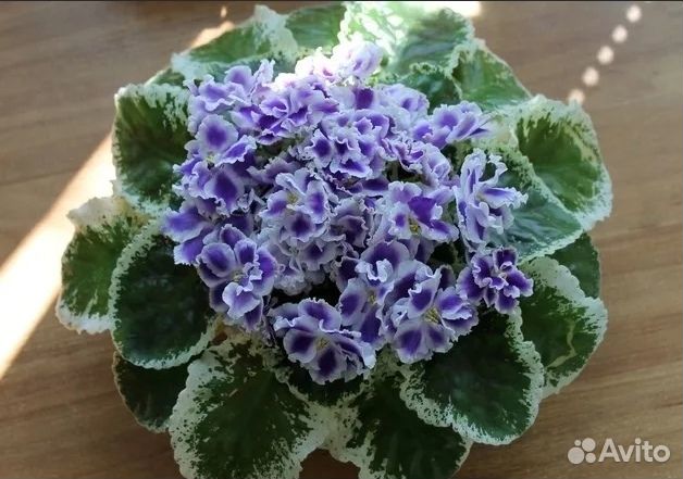 Фиалка «Летние сумерки»