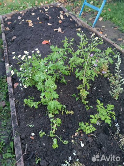 Астра многолетник