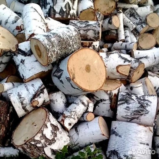 Береза на выбор