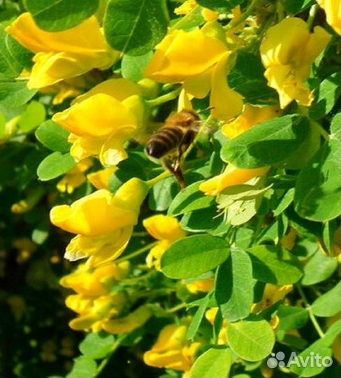 Семена и саженцы розовой белой и желтой акации
