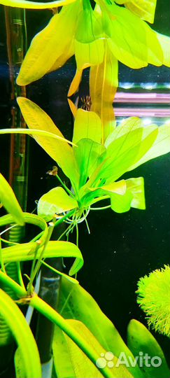 Аквариумное растение
