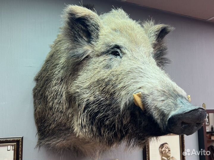 Чучело кабана