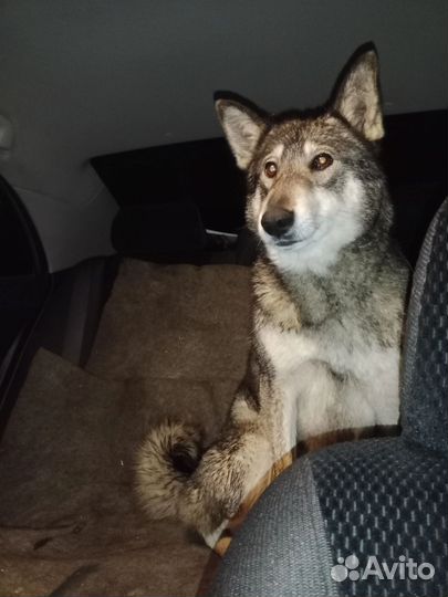 Щенки бесплатно