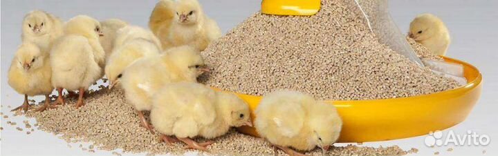 Кукурузная крупа, старт, рост