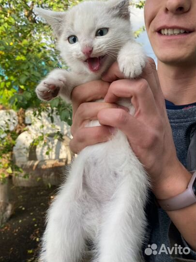Котята кошка котенок