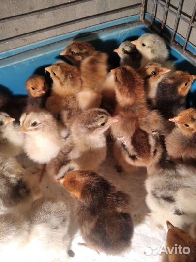 Цыплята орпингтон золото