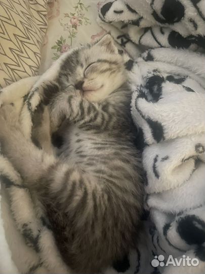 Шотландские вислоухие котята