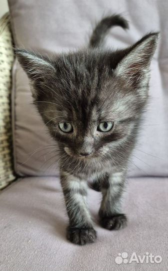 Красивые котята
