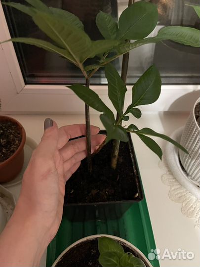 Аморфофаллус / комнатное растение/ отростки