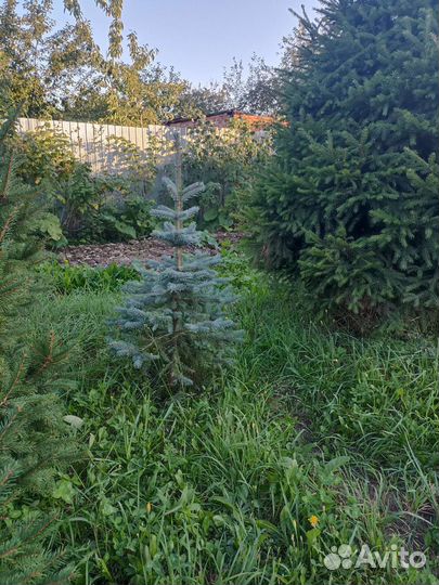 Ель голубая 150 см