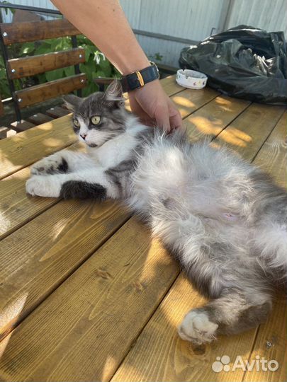 Кошка