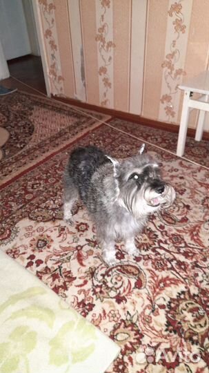 Цвергшнауцер вязка