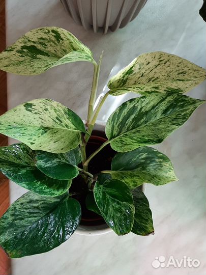 Сциндапсус марбл квин