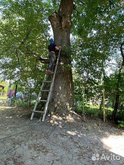 Спил деревьев
