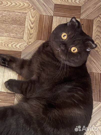 Британский вислоухий кот