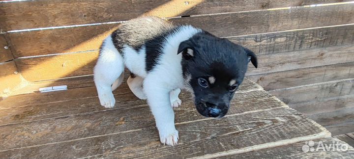 Собака в добрые руки отдам бесплатно