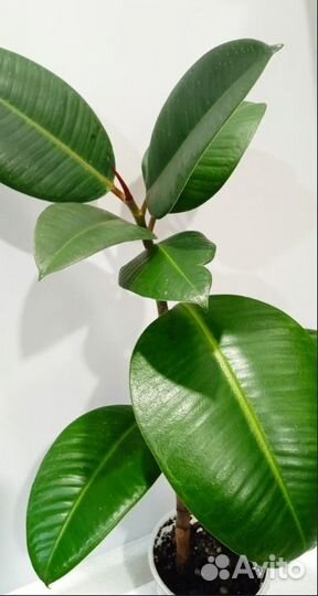 Фикус каучуконосный