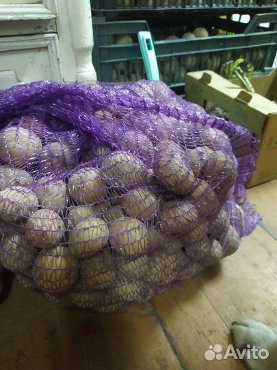Продам семенной картофель