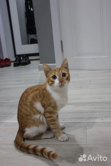 Котенок Фокс