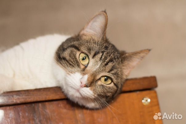 Добрая Мини