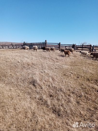 Овцы бараны