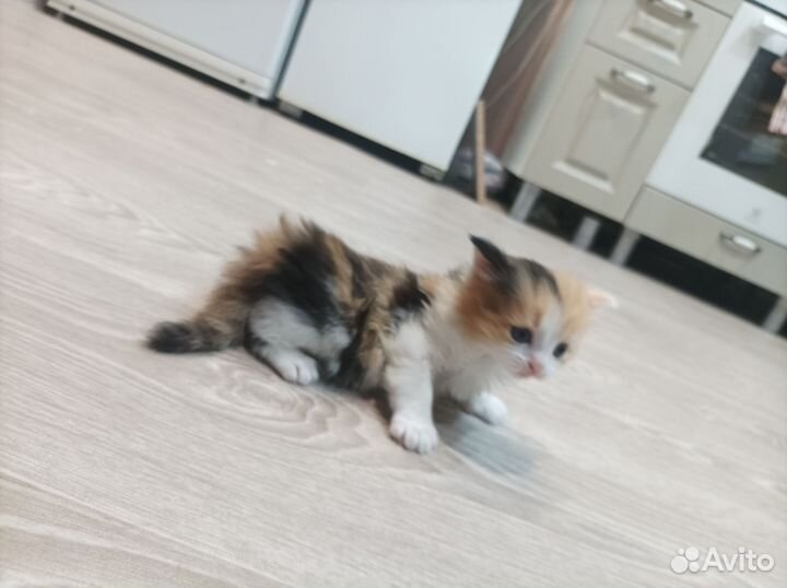 Кошки в добрые руки