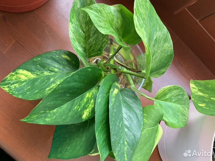 Эпипремнум, сциндапсус, каллизия, традесканция